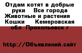 Отдам котят в добрые руки. - Все города Животные и растения » Кошки   . Кемеровская обл.,Прокопьевск г.